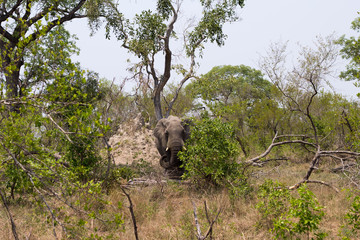 Elephant hiding behind a tree, South Afrika