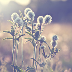 Meadow flowers in spring