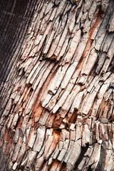 detail of a shattered old wood