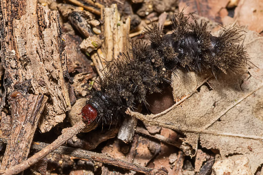 black hairy caterpillar