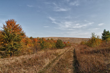 Autumn field under the blue sky