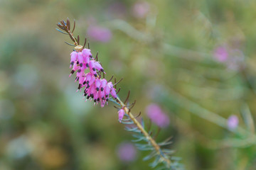 First pink spring flowers of alpine spring heath on a meadow in the forest in Trentino, Italy, Europe