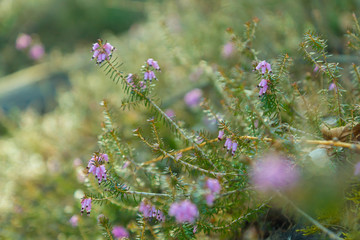 First pink spring flowers of alpine spring heath on a meadow in the forest in Trentino, Italy,...