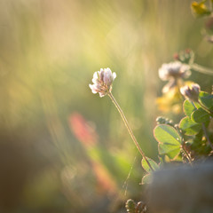 Spring. Meadow flowers in field in sunrise