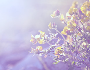 Spring soft vintage meadow beautiful flowers. Nature