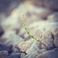 Vintage plant grows in rocks and symbolizes struggle