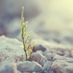 Plants on stones