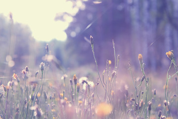 Obraz na płótnie Canvas vintage meadow flowers. Spring