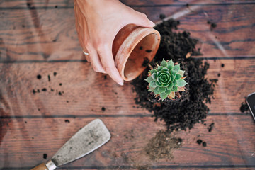 Beautiful mixed race woman gardening.