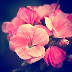 Nature flowers. Macro spring