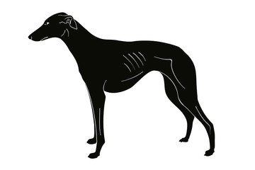 Hound breeds dog. Vector image isolated on white background.