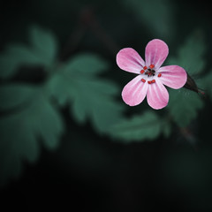 Nature. Spring pink flower on dark green background