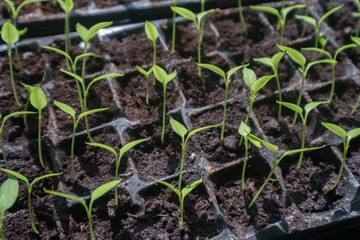 selective Close-up of green seedling.Green salad growing from seed