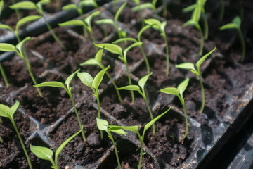 selective Close-up of green seedling.Green salad growing from seed