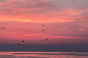 Beautiful sunrise sky over the sea with silhouettes of flying birds, Vama Veche, Black Sea, Romania