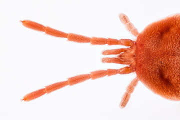 Red Velvet Mites, Rain Bugs, Trombidiidae