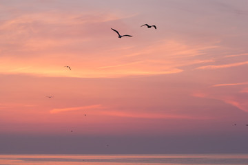 Fototapeta na wymiar Beautiful sunrise sky over the sea with silhouettes of flying birds, Vama Veche, Black Sea, Romania