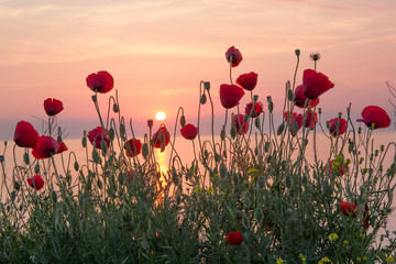 Beautiful field of red poppies in the sunrise near the sea, Vama Veche, Black Sea, Romania