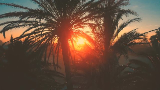 Palm Trees Silhouettes At Beautiful Evening Golden Hour Sunset. Aerial cinematic view. Сamera flies away