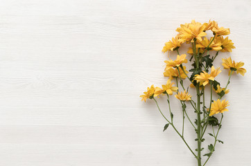 Chrysanthemum flower isolated on white wooden surface background with copy space.