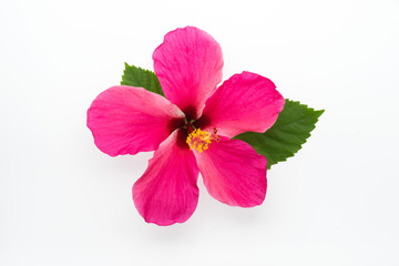 Pink Hibiscus with leaf on a white background