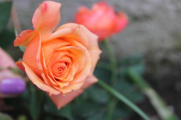 Rose arancioni