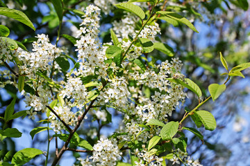 Spring cherry blossom.