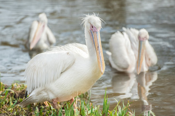 small flock of pelicans on water