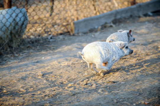 Domestic pigs of Hungarian Mangalitsa breed lie on hay. Swine farm
