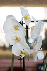 Fototapeta premium White orchid