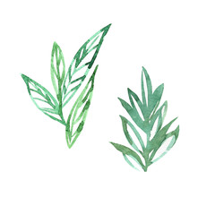 Abstract leaves watercolor as design elements isolated on white background. Herbal hand drawn illustration. Green sketch watercolor.