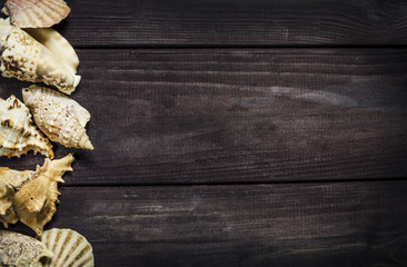 background with sea shells