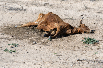 Dead cow in the desert - Powered by Adobe