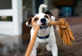 Abwaschbare Fototapete Hund Foxterrier zieht am Seil
