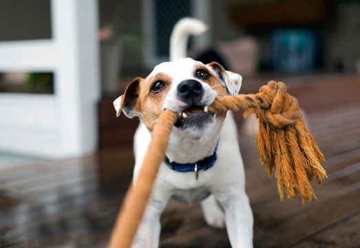 Fototapeta Fox terrier pulling on rope