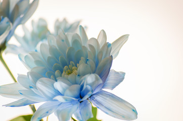 Fototapeta na wymiar blue chrysanthemum on white background