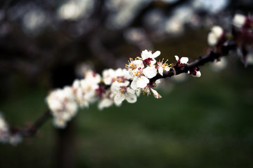 Ramo di ciliegio in fiore