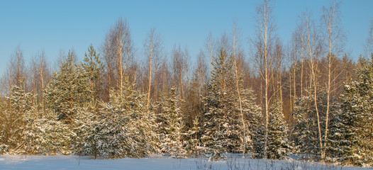 The edge of the forest on a Sunny winter day