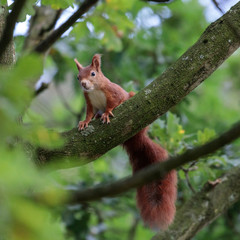 Obraz premium Eichhörnchen