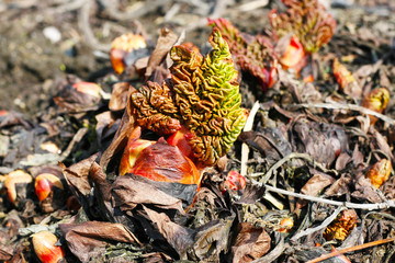 Rhabarberpflanze im April, Beginn des Wachstums, Blätter des Rhabarbers im Garten,  (Rheum rhabarbarum)