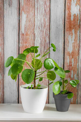 Pilea peperomioides, money plant in the pot. Isolated. Wooden background.