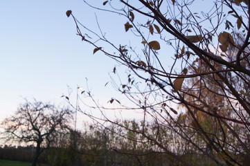 SONY DSC