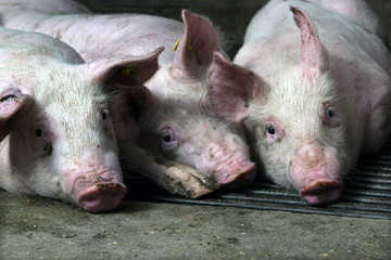 Pigs in stable. Farming