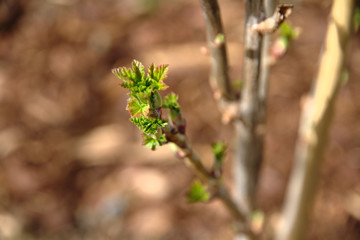 Currant Branch Close up. Young Leaves