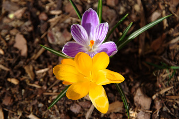 View of blooming spring flowers crocus growing in wildlife. Purple and yellow crocus growing.