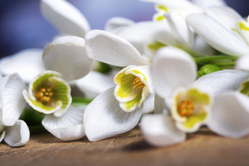 Fototapeta na wymiar Snowdrop flowers background