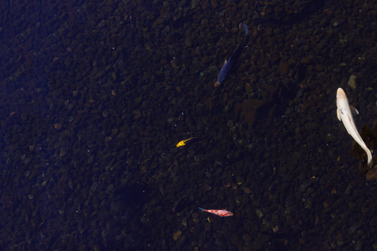 Fishes in a small pond with clear water