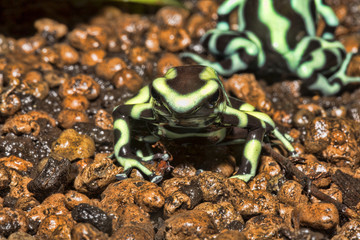 brightly colored frog, Green and Black Dart Frog, Dendrobates auratus