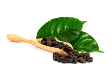 coffee bean on wood scoop isolated on white background