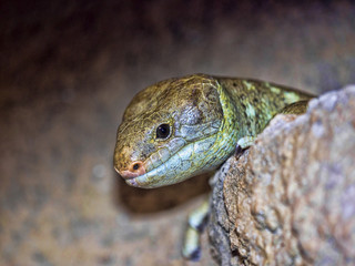 Solomon Islands skink, Corucia zebrata, lives on trees